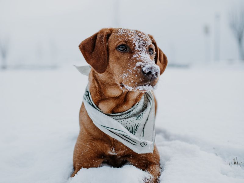 Tips for treating frostbite on dogs' paws
